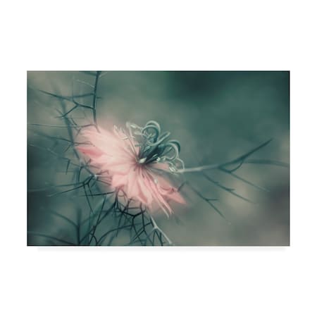 Heidi Westum 'The Virgin Pink Flower' Canvas Art,30x47